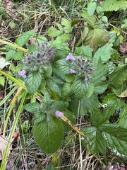 Clinopodium vulgare