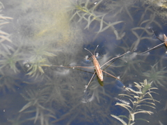 Limnoporus notabilis