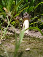 Phallus hadriani