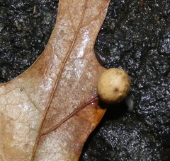 Amphibolips quercusostensackenii
