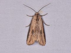 Crambodes talidiformis