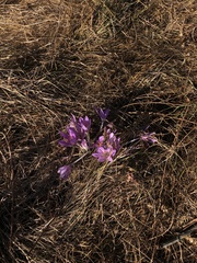 Colchicum autumnale