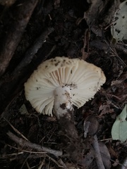 Russula earlei