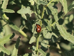 Calligrapha serpentina