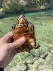 Sternotherus intermedius