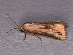 Crambodes talidiformis