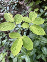 Sambucus racemosa