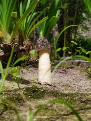 Phallus hadriani