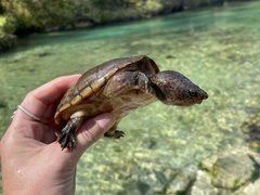 Sternotherus intermedius