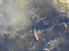 Limnoporus notabilis