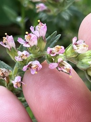 Odontites vernus