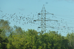 Sturnus vulgaris