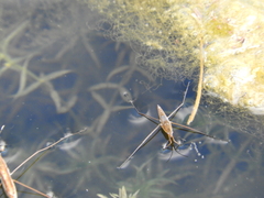 Limnoporus notabilis