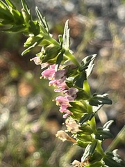 Odontites vernus