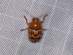 Cryptocephalus fulguratus
