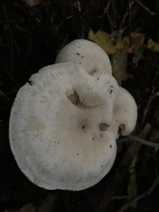 Clitocybe rivulosa