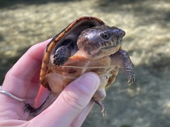 Sternotherus intermedius