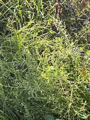 Odontites vernus