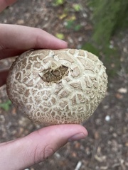 Caloboletus radicans