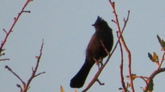 Phainopepla nitens