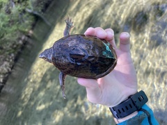 Sternotherus intermedius