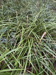 Carex pendula