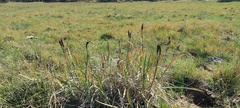 Iris missouriensis
