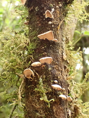 Panellus