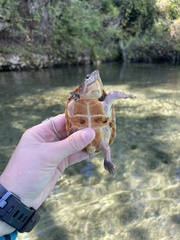 Sternotherus intermedius