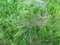 Agrostis vinealis trinii