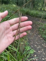 Carex pendula