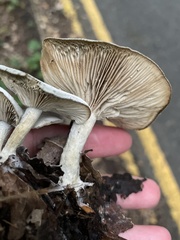 Basidiomycota