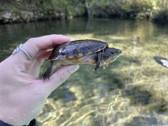 Sternotherus intermedius