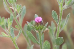 Streptoglossa bubakii