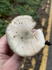 Basidiomycota