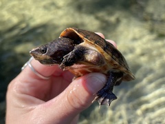 Sternotherus intermedius