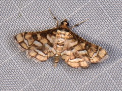 Hileithia magualis