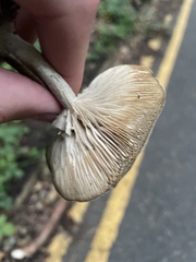 Basidiomycota