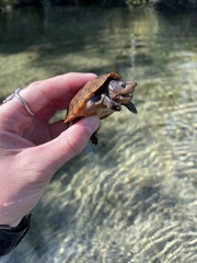 Sternotherus intermedius