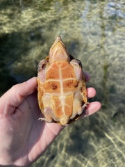 Sternotherus intermedius