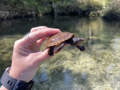Sternotherus intermedius