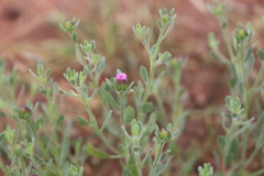 Streptoglossa bubakii