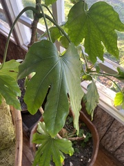 Fatsia japonica