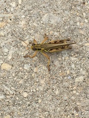 Melanoplus sanguinipes