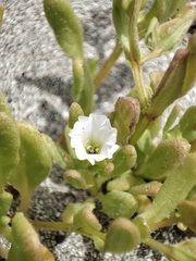 Nolana parviflora