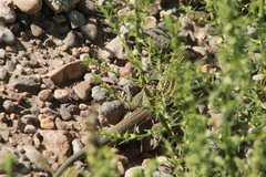 Aspidoscelis exsanguis