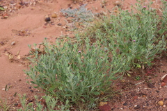 Streptoglossa bubakii