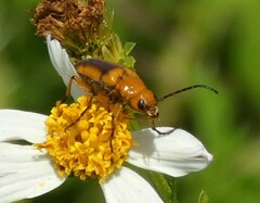 Nemognatha piazata