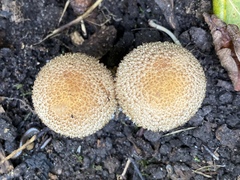 Lacrymaria echiniceps