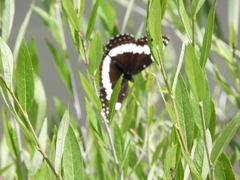 Limenitis weidemeyerii